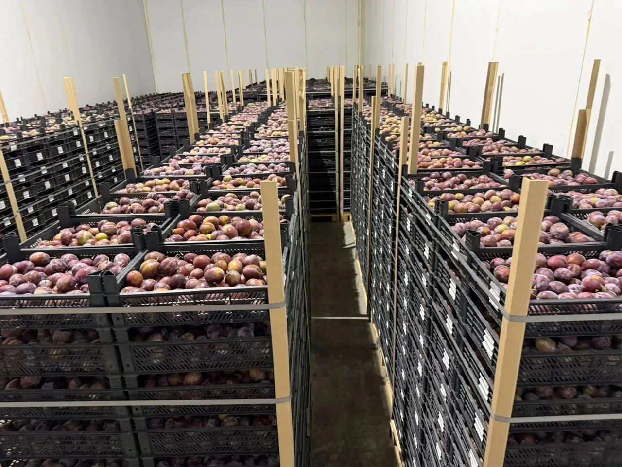 В Дагестане стартовал пилотный проект по агроагрегации плодовой продукции